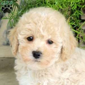Link, Bich-Poo Puppy