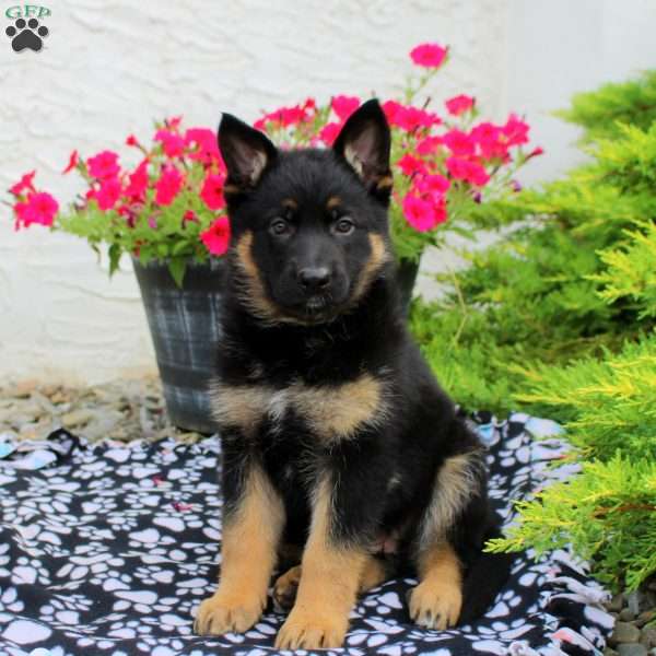 Linnea, German Shepherd Puppy