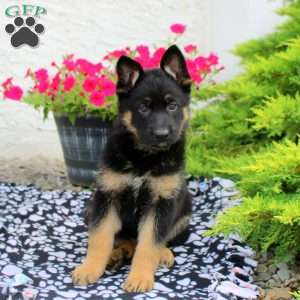 Linnea, German Shepherd Puppy
