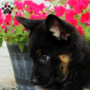 Linnea, German Shepherd Puppy