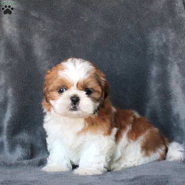 Lovely, Shih Tzu Puppy