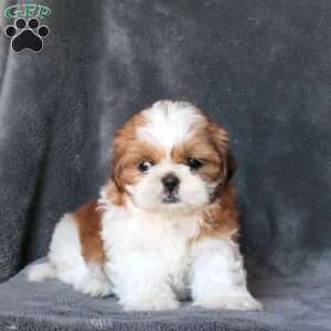 Lovely, Shih Tzu Puppy