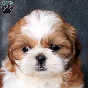 Lovely, Shih Tzu Puppy