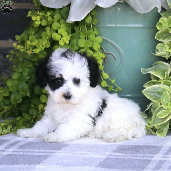 Lisa, Havapoo Puppy