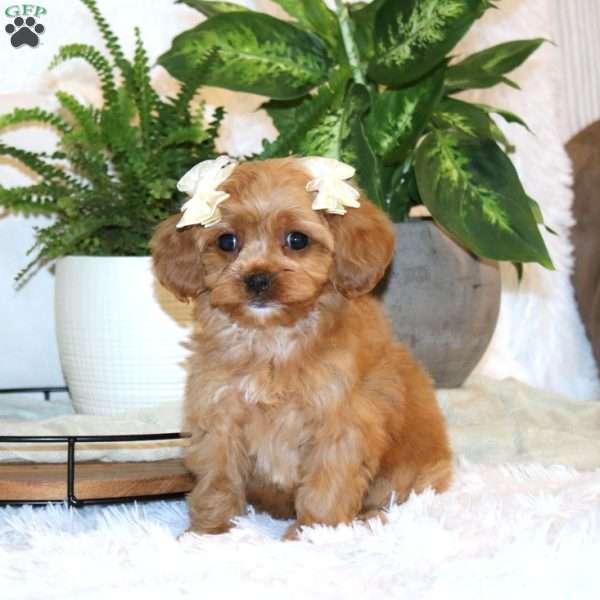 Lisa, Cavapoo Puppy