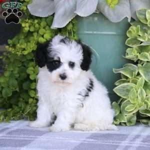 Lisa, Havapoo Puppy