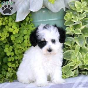 Lisa, Havapoo Puppy