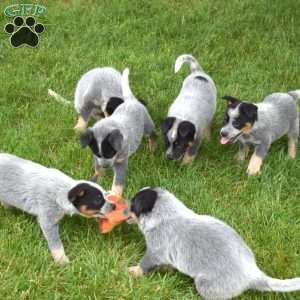 Maverick, Blue Heeler – Australian Cattle Dog Puppy