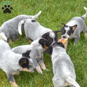 Maverick, Blue Heeler – Australian Cattle Dog Puppy