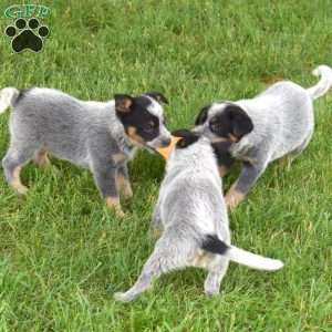 Maverick, Blue Heeler – Australian Cattle Dog Puppy