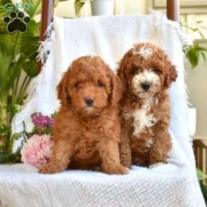 Cody, Mini Goldendoodle Puppy