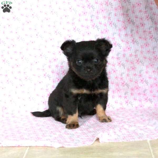 Little Leon, Chihuahua Puppy