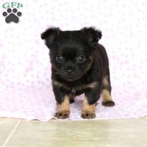 Little Leon, Chihuahua Puppy