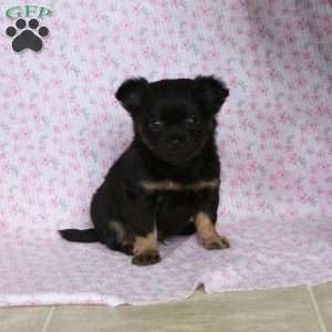 Little Leon, Chihuahua Puppy