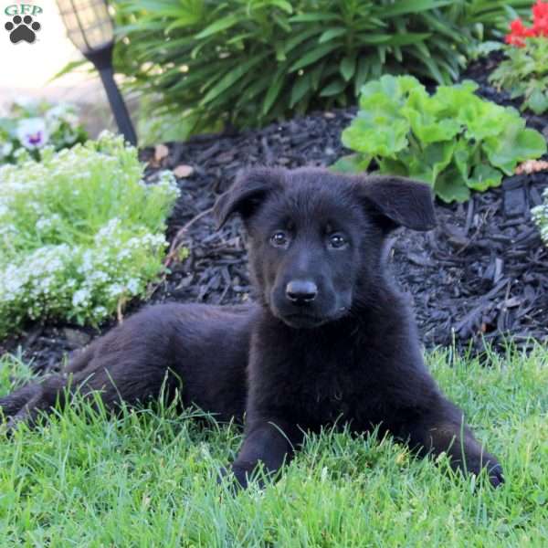 Lizzie, German Shepherd Puppy