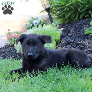 Lizzie, German Shepherd Puppy