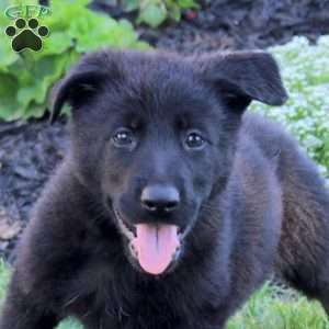 Lizzie, German Shepherd Puppy