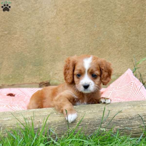 Lola, Cavapoo Puppy