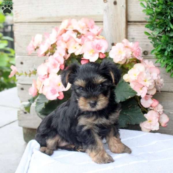 Lola, Yorkie Puppy