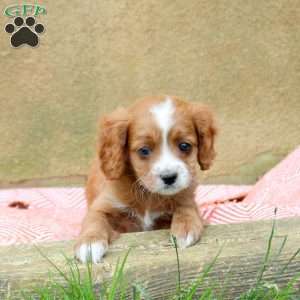 Lola, Cavapoo Puppy
