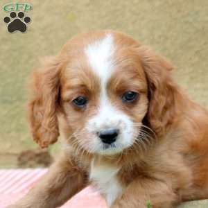 Lola, Cavapoo Puppy