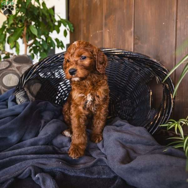 Lola, Irish Doodle Puppy