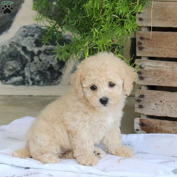 Lolli, Bich-Poo Puppy