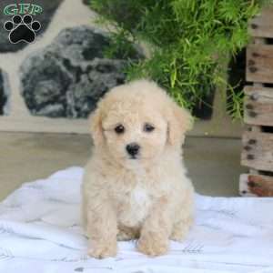 Lolli, Bich-Poo Puppy