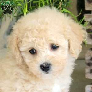 Lolli, Bich-Poo Puppy