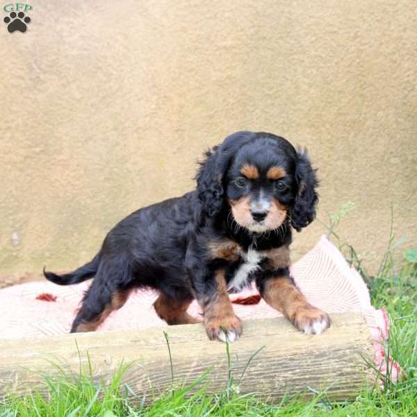 London, Cavapoo Puppy
