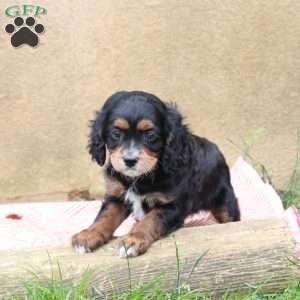 London, Cavapoo Puppy
