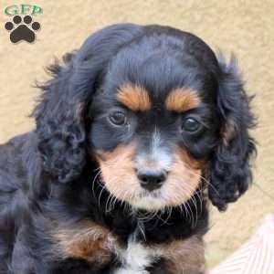 London, Cavapoo Puppy