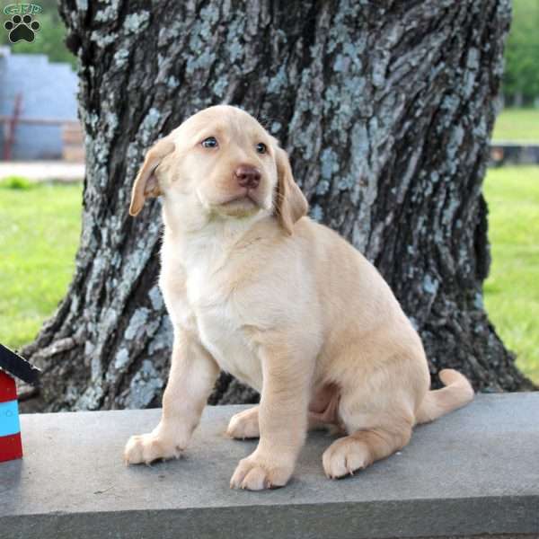 London, Yellow Labrador Retriever Puppy