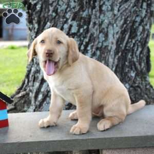 London, Yellow Labrador Retriever Puppy