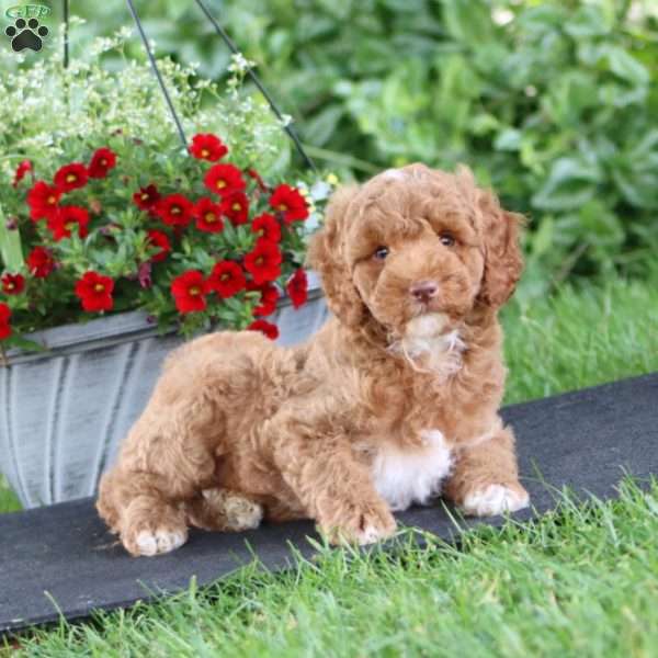 Lonnie, Miniature Poodle Puppy