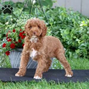 Lonnie, Miniature Poodle Puppy