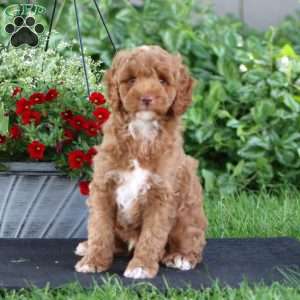 Lonnie, Miniature Poodle Puppy