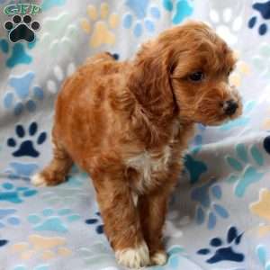 Lonnie, Cockapoo Puppy
