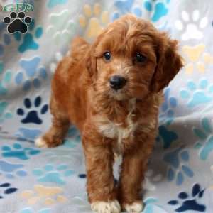 Lonnie, Cockapoo Puppy