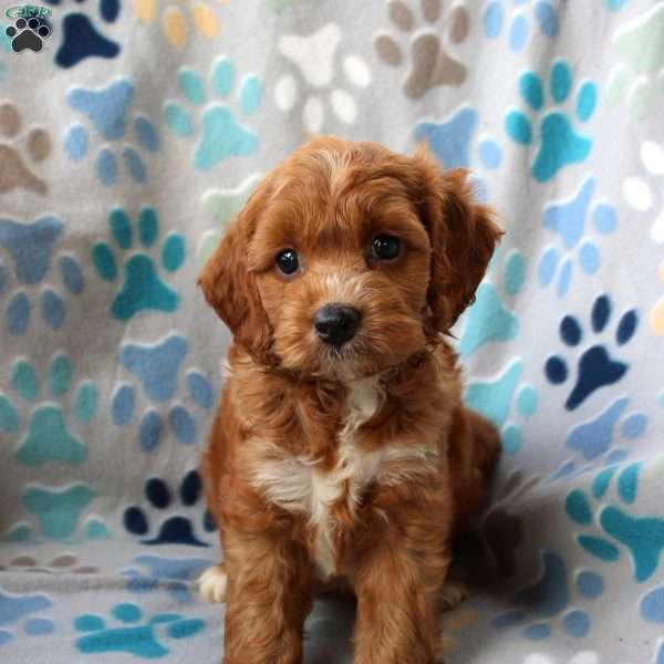 Lonnie, Cockapoo Puppy