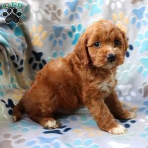 Lonnie, Cockapoo Puppy