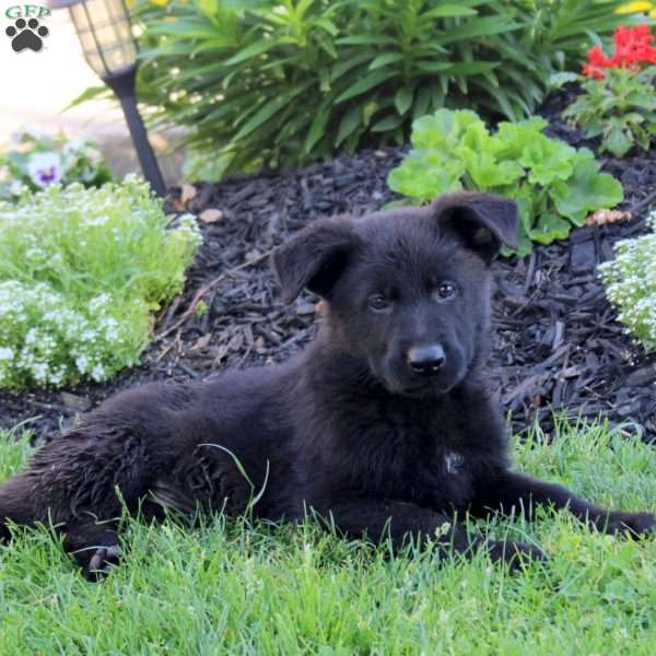 Lora, German Shepherd Puppy