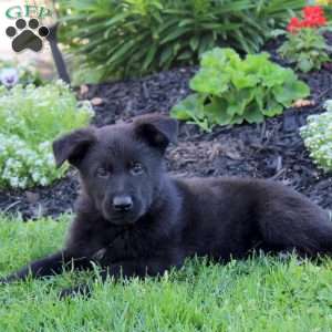 Lora, German Shepherd Puppy