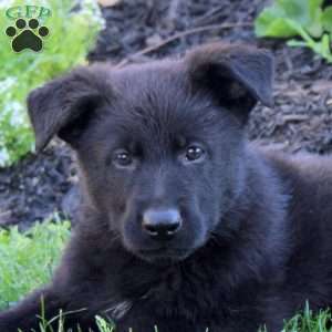 Lora, German Shepherd Puppy
