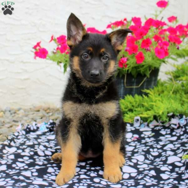 Lorelei, German Shepherd Puppy