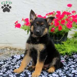 Lorelei, German Shepherd Puppy