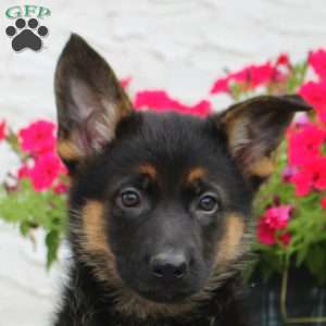 Lorelei, German Shepherd Puppy