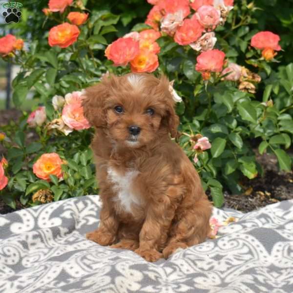 Lori, Cavapoo Puppy