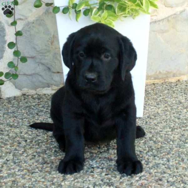 Lottie, Black Labrador Retriever Puppy