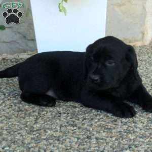 Lottie, Black Labrador Retriever Puppy